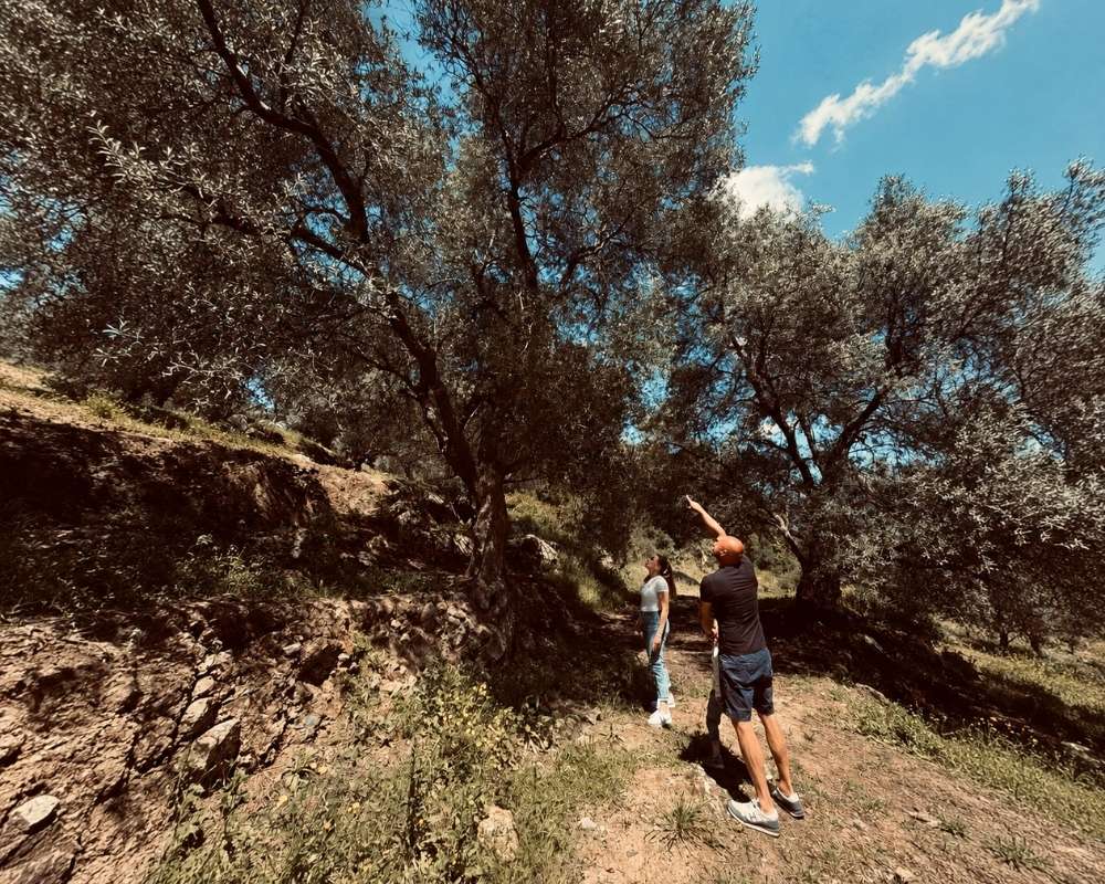 Zwei Personen erkunden einen traditionellen Olivenhain auf Kreta und betrachten jahrhundertealte Olivenbäume. Die Aufnahme zeigt die nachhaltige Herkunft und den Anbau der Oliven für EKOSI Extra Vergine Olivenöl.