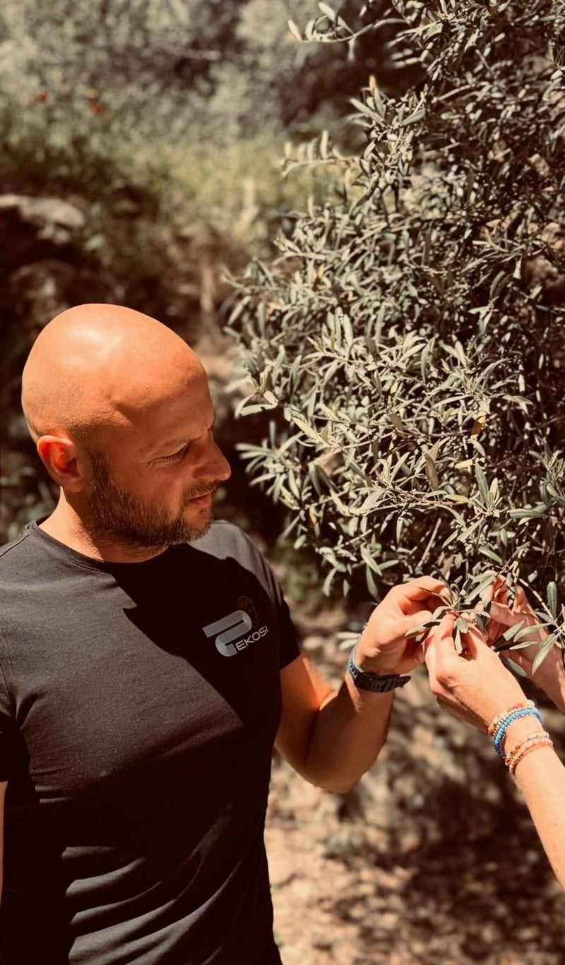 EKOSI bei der Begutachtung eines Olivenzweigs in einem traditionellen Olivenhain auf Kreta. Das Bild zeigt die sorgfältige Auswahl der Oliven für hochwertiges Extra Vergine Olivenöl.