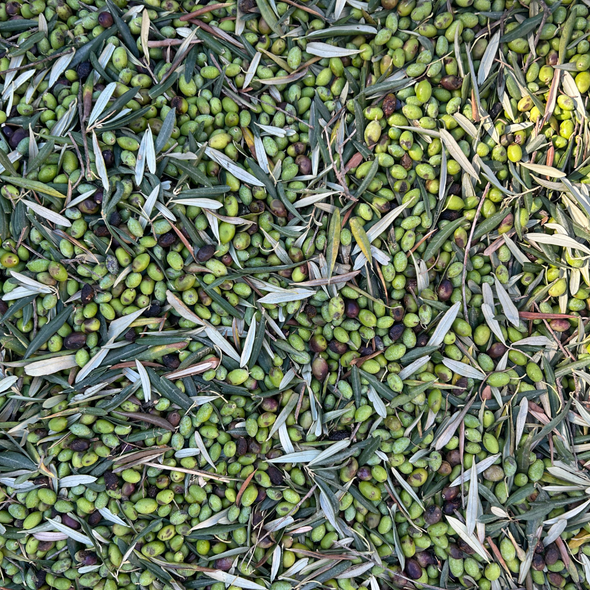 Olivenpaste grün