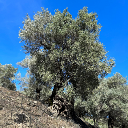 Natives Olivenöl Extra | 0,75 L