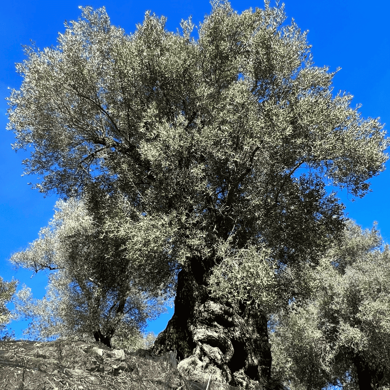 Jahrhundertealter Olivenbaum in einem Olivenhain auf Kreta unter strahlend blauem Himmel – Sinnbild für die Herkunft und Qualität des EKOSI Extra Vergine Olivenöls.